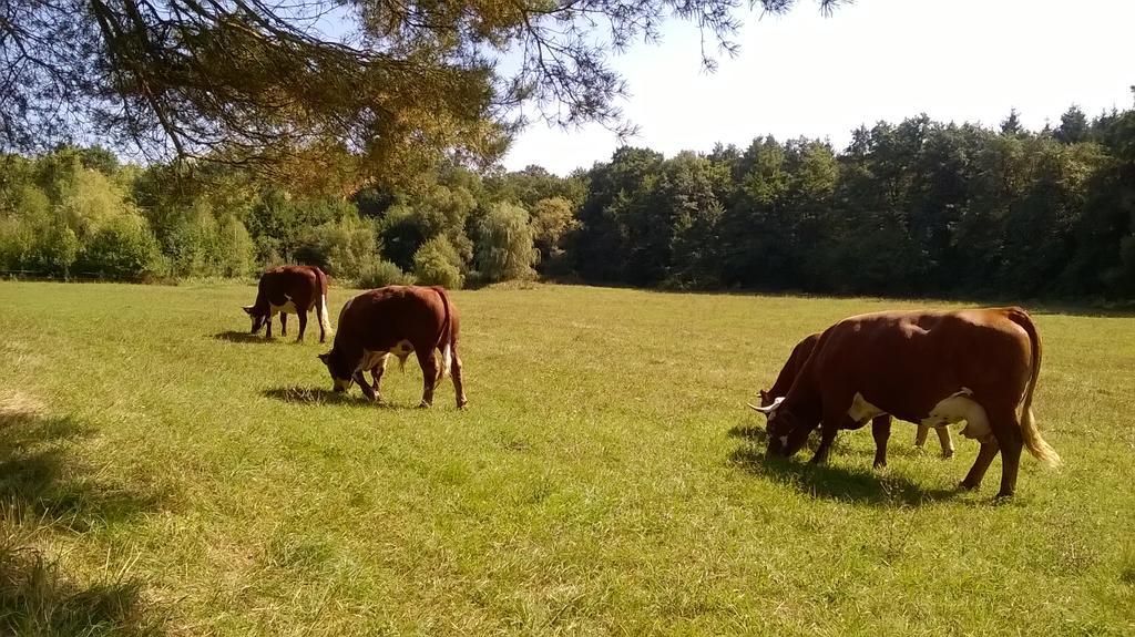 Orsegi Patakparti Alpaka Panzio Panzió Kisrakos Kültér fotó