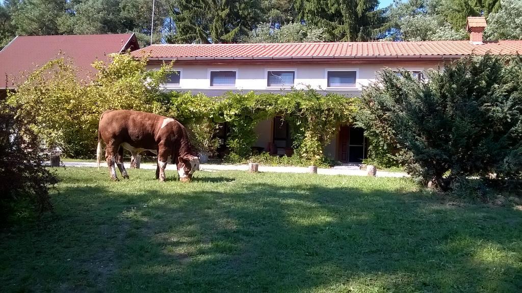 Orsegi Patakparti Alpaka Panzio Panzió Kisrakos Kültér fotó
